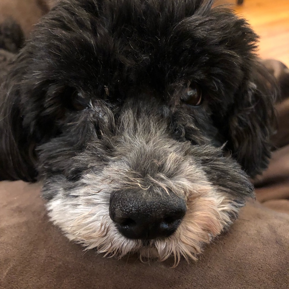 Meet your Posher, Madison